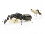 Camponotus rufoglaucus feae